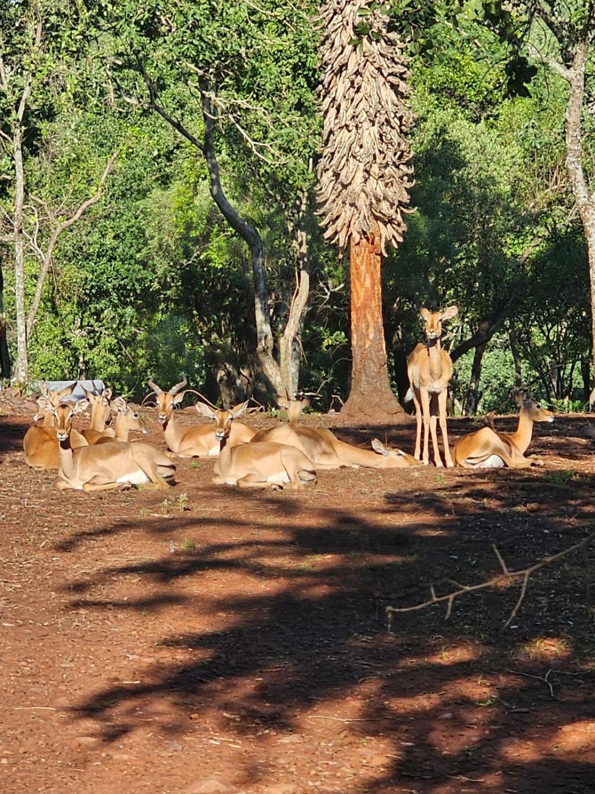 Waterfall Safari Lodge Winterkamp Экстерьер фото