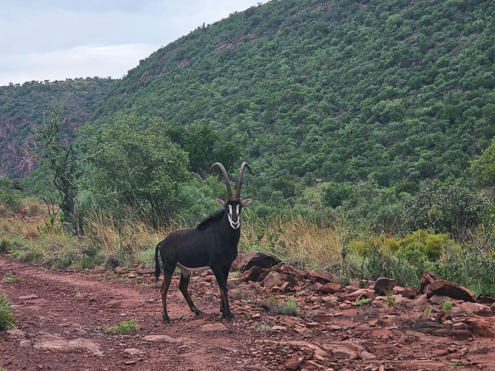 Waterfall Safari Lodge Winterkamp Экстерьер фото