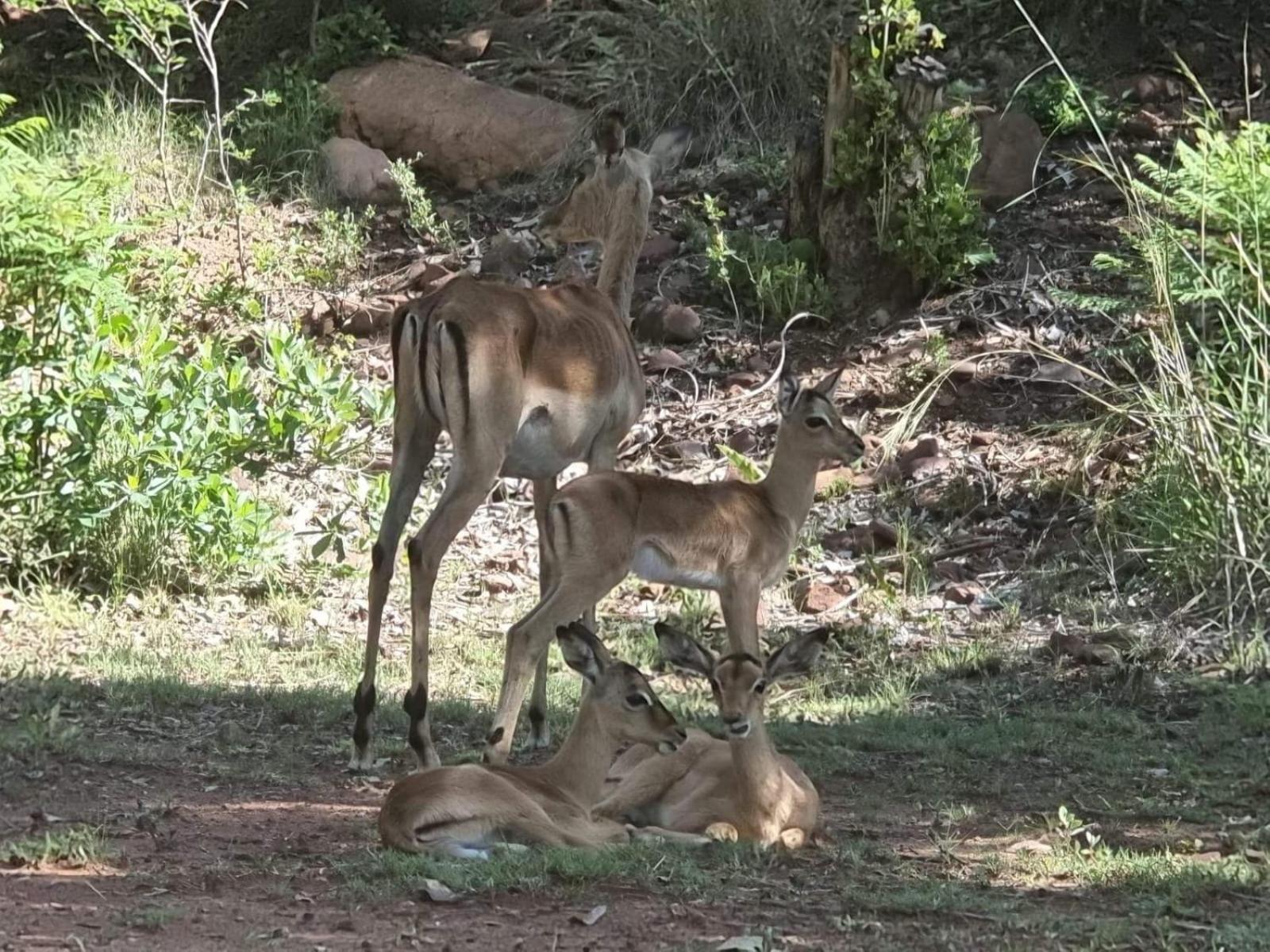 Waterfall Safari Lodge Winterkamp Экстерьер фото